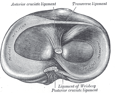 medial meniscus